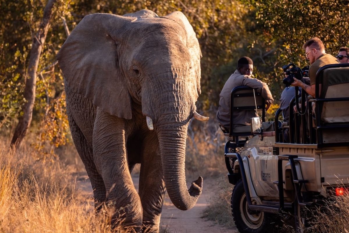 Game Drive no Kruger