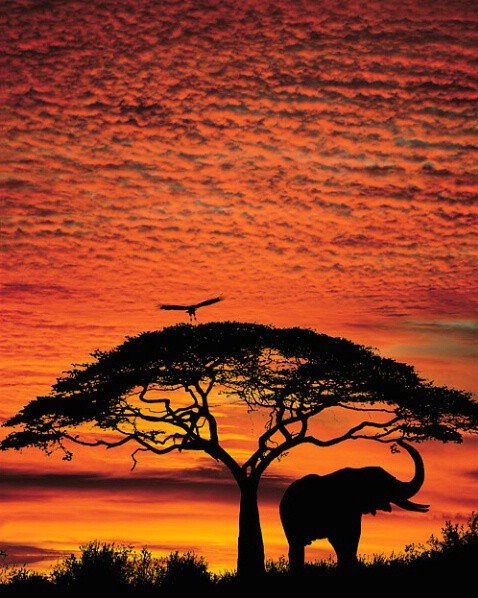 Savana ao Entardecer